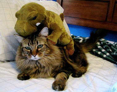 貓咪與恐龍的十回合大戰