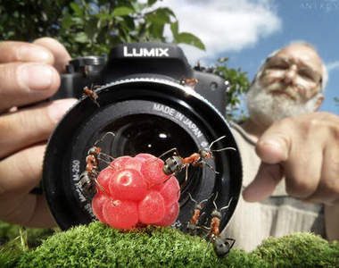 螞蟻本尊拍出的《超可愛螞蟻生活》♥