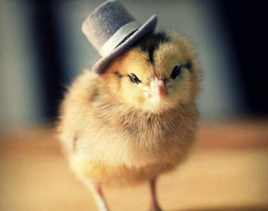 小雞雞的結婚典禮即將開始囉！啾啾啾啾♥