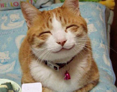 貓咪看世界!貓咪到底都看到了些什麼呢?