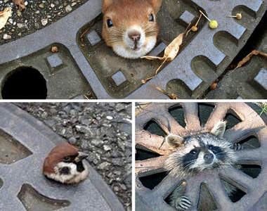 《動物界人孔蓋三兄弟》到底是有多愛卡人孔蓋啦 >ｪ<