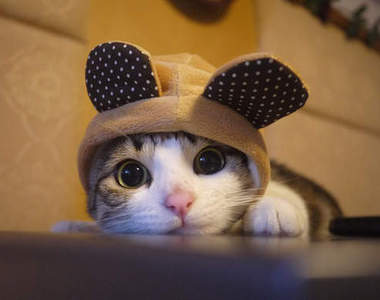 大陸超可愛萌貓～你hold得住嗎？