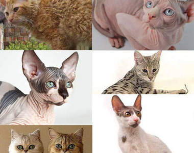 《超有型貓品種》就是長得跟別貓不一樣～ΦωΦ