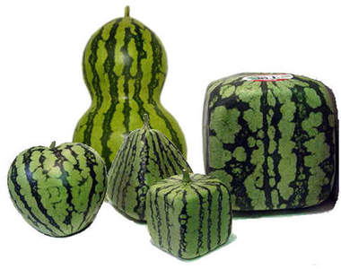 《變形西瓜》西瓜也好忙～忙著變形！