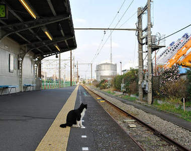 《等車貓》貓的～你等的車來了嗎？！