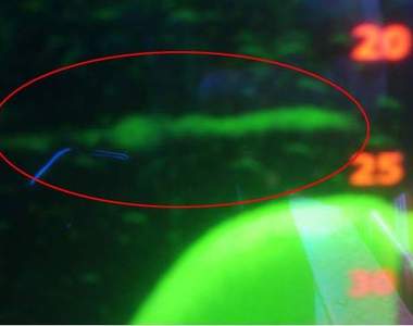 《尼斯湖水怪》再現蹤跡？尼斯湖觀光船探到不明生物