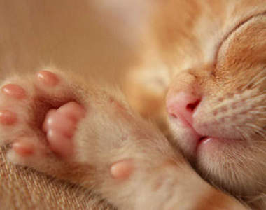 《貓肉球印章》貓的～你怎麼來劃押了呀？！