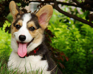 《柯基家族》我們都是柯基一份子唷