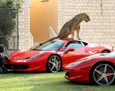 當萬獸之王遇上法拉利~杜拜真是個神奇的國度...www