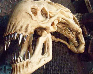 異型頭骨拍賣 入手可以但千萬別被家中狗狗看到...