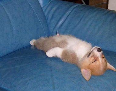 怪異狗狗睡姿 這樣你竟然也睡得著？！