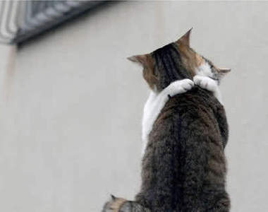 《貓的親親》啾一個 要相親相愛喔~