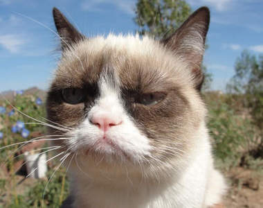 《脾氣暴躁貓》擁有叫人嘆為觀止咬牙切齒的臉～喵～