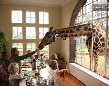野生長頸鹿飯店　終於有機會摸到長頸鹿的頭啦～（喊）