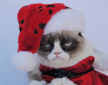 《脾氣暴躁貓》的美妙聖誕假期...！？