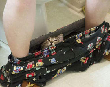 秒殺你的《犀利貓》眼神ΦωΦ（瞪）