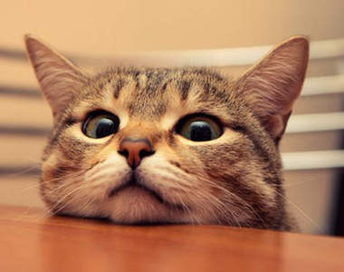 你知道 2 月 22 日是 ᵔᴥᵔ 《貓之日》嗎？