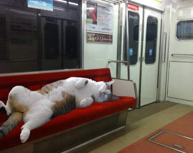 《電車貓》貓的～你要搭車去哪兒呢？？