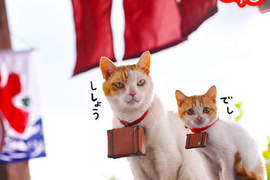 喵蘭(にゃらん)超人氣最佳伴遊貓!~NYA ~ 喵蘭(にゃらん)超人氣最佳伴遊貓!~NYA ~