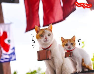 喵蘭（にゃらん）超人氣最佳伴遊貓！～NYA ～