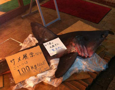 Twitter也可以破案！《鯊魚屍體遺棄事件》的真相只有一個！！