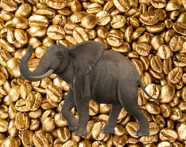 世界最貴《象糞咖啡》製造過程　這樣的咖啡想喝嗎？