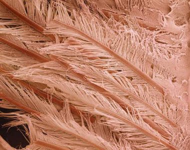 顯微鏡下放超大的食物~