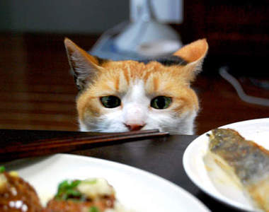 貓的～你是餐桌巡察員嗎！（不要偷吃我食物阿～～）