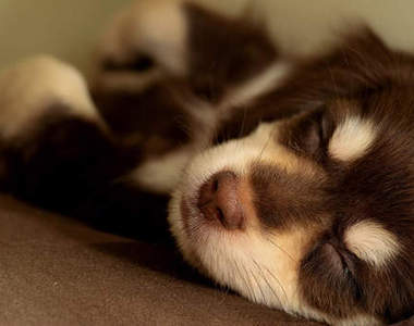 2012年《最熱門療癒系狗狗照片》～網路上分享最多的可愛狗照片