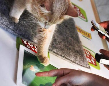 【貓奴 VS 貓主人】App 跟你家貓主人ᵔᴥᵔ一起玩個遊戲吧！喵～