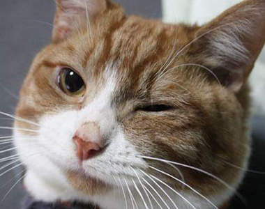  《眨眼貓》貓咪也啾咪了啦～^.<