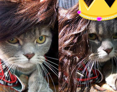 超可愛的韓國貓咪髮型秀～喵唷～>w<