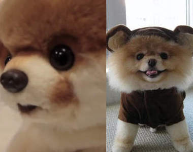 《圓臉狗阿布Boo》洋娃娃 看看誰比較可愛❤