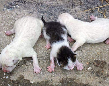 奇特旺喵《小狗貓》~到底是小狗還是小貓？