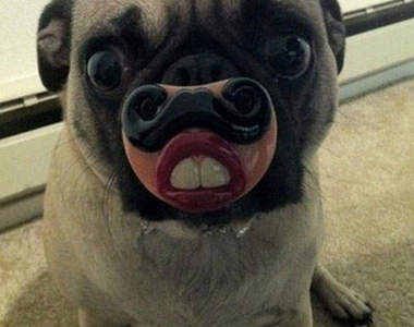 超有耐心的狗狗!對他們是種折磨(′‧ω‧‵)