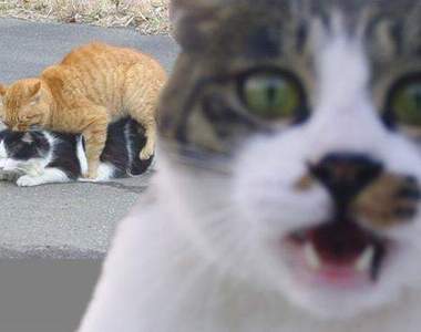 每一張好笑的照片～背後都有隻神秘的貓！喵～