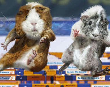 《天竺鼠奧運會》為了金牌他們也很努力！