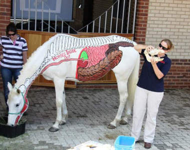 馬~的《解剖教學》 其實是用彩繪的啦