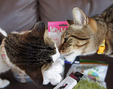 《貓咪磨鼻子》超有愛的♥ (￣ω￣) ♥