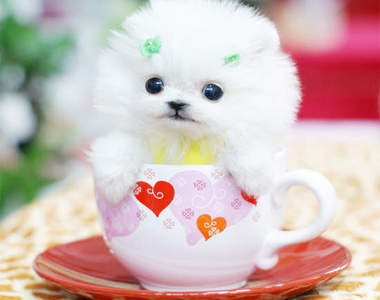 《杯子小狗》 比杯子蛋糕還要可愛100倍>///<