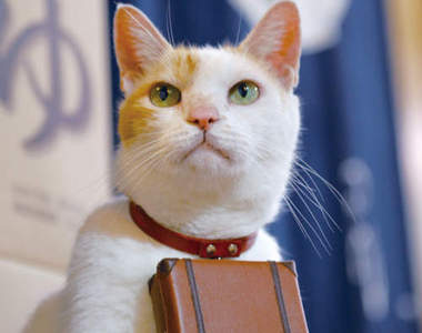 超人氣伴遊貓：喵蘭（にゃらん）的身世大揭秘！