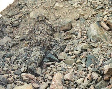 匿蹤照片特輯 真實世界中的隱身術