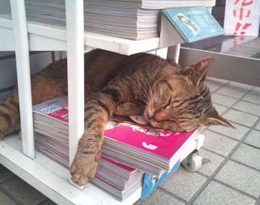 你有在便利商店遇到貓咪過嗎?