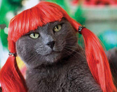 《貓咪假髮》時尚又可愛～喵❤　