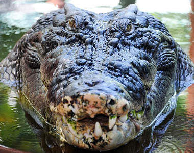 真實版史前巨鱷 菲律賓洛龍破世界紀錄(抖)