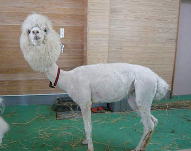 不要剪我的毛～剪成這樣讓人草尼馬啊......