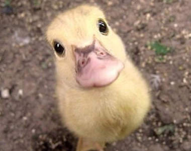 呱呱呱頂呱呱 治癒系的小鴨鴨超可愛