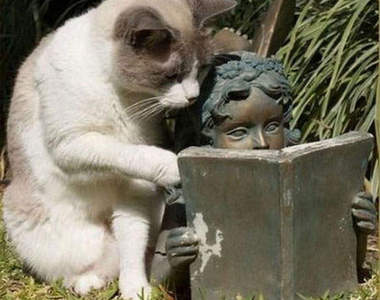 認真學習的動物們～連看到睡著這點都跟人類一樣