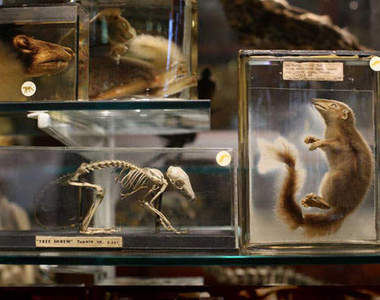 博物館驚魂記！這些獵奇標本要是復活就......囧/