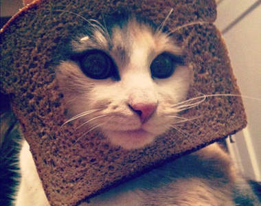 《吐司貓寫真》快去上傳你家的「行動三明治」喵~!